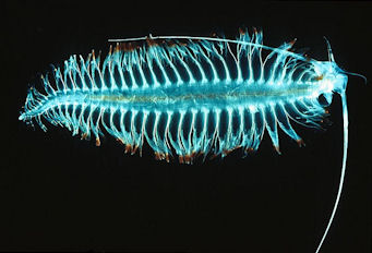 20120516-Plankton Tomopteriskils.jpg